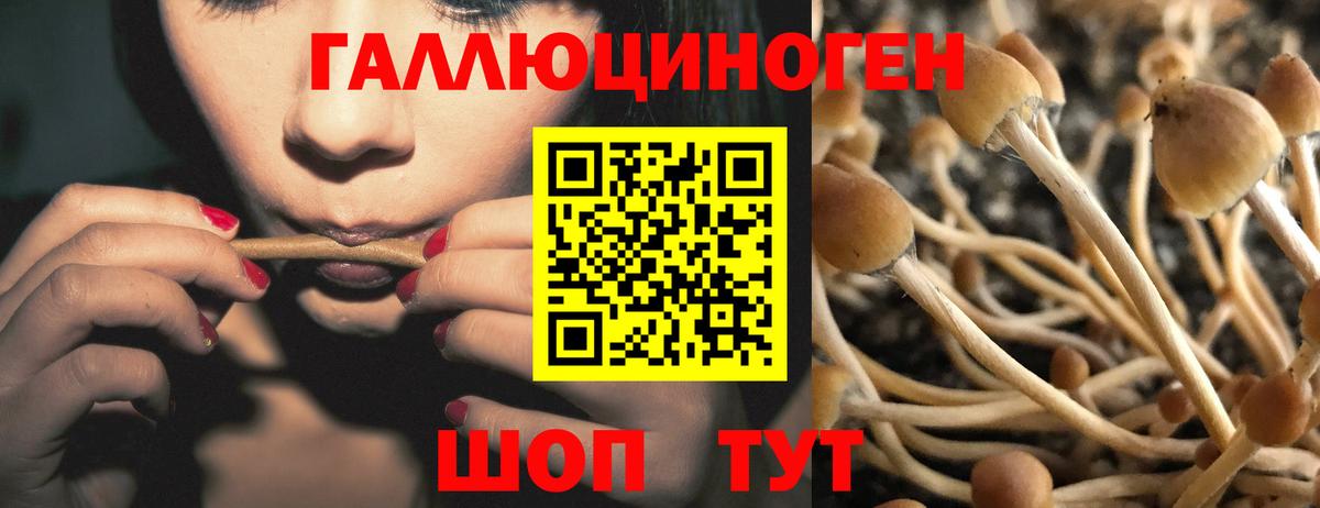 где продают   Вход с VPN  Каменск-Уральский  Галлюциногенные грибы Psilocybe 